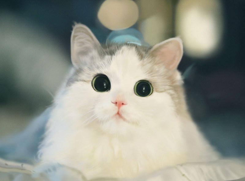 Милые пикчи с котятами
