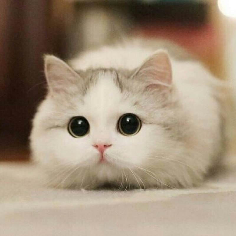 Милые котики