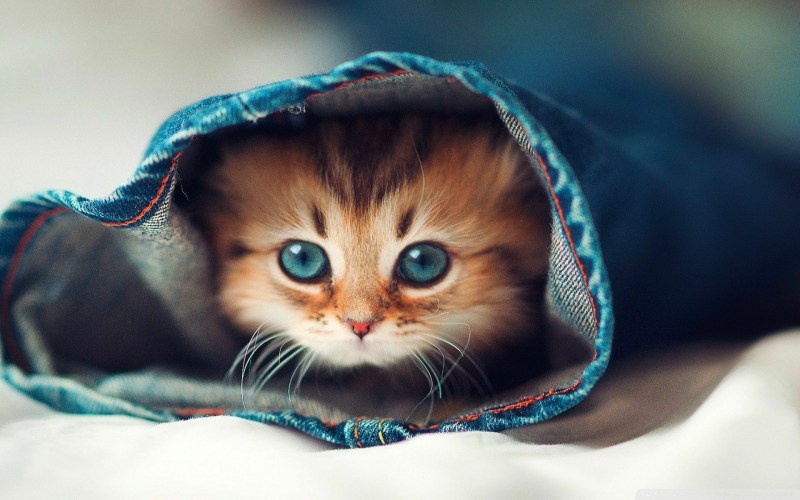 Котенок с милыми шлазами