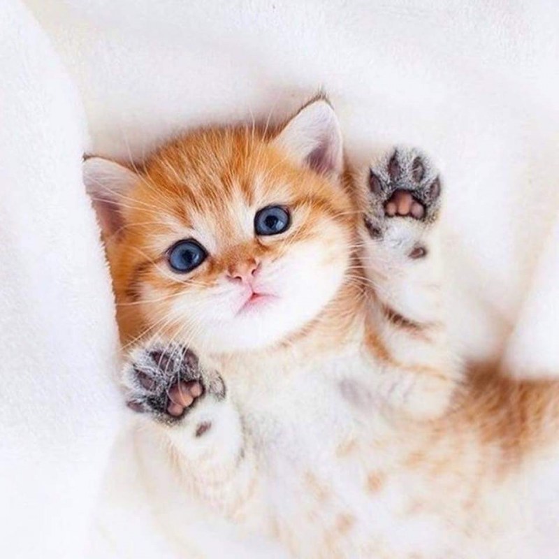 Милые котики