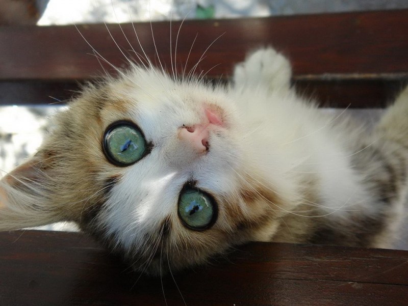 Котики милые прикольные