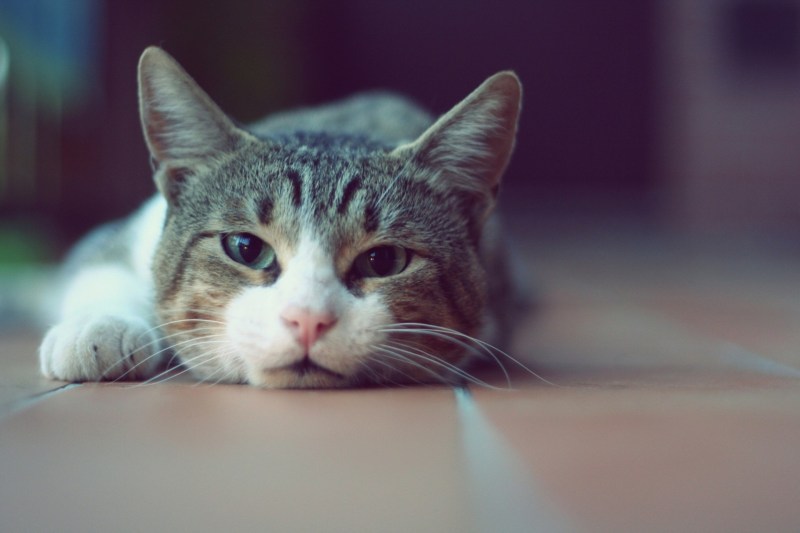 Котики HD