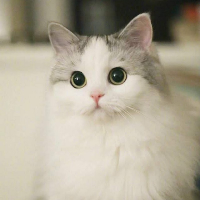 Няшный котик