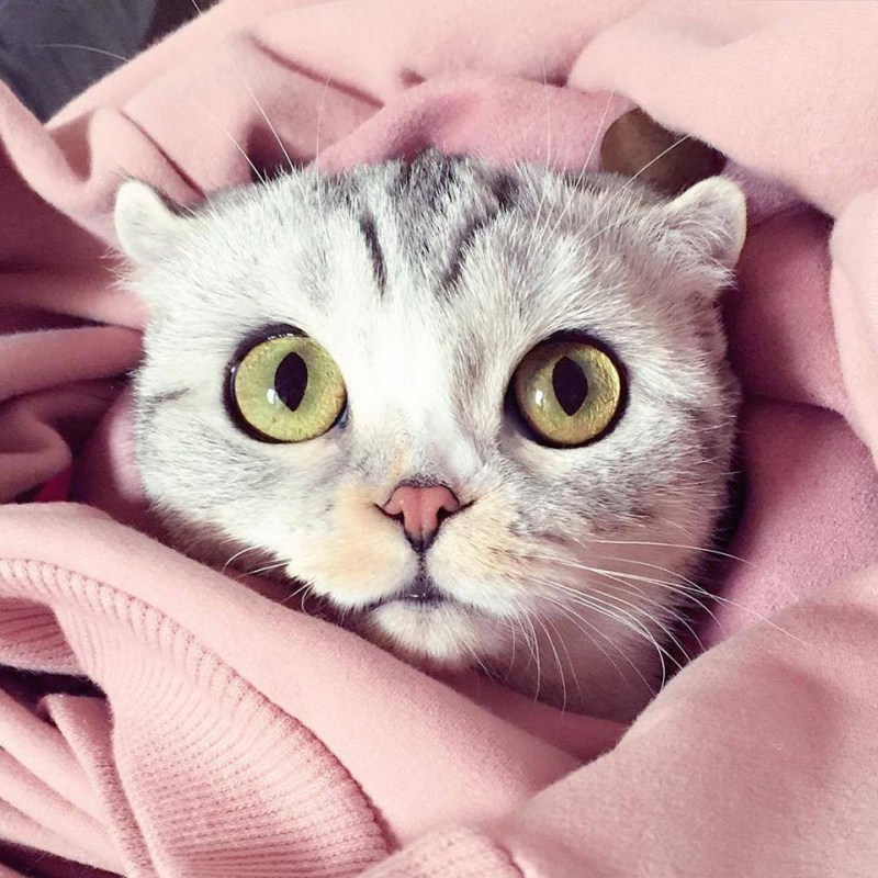 Няшные котики