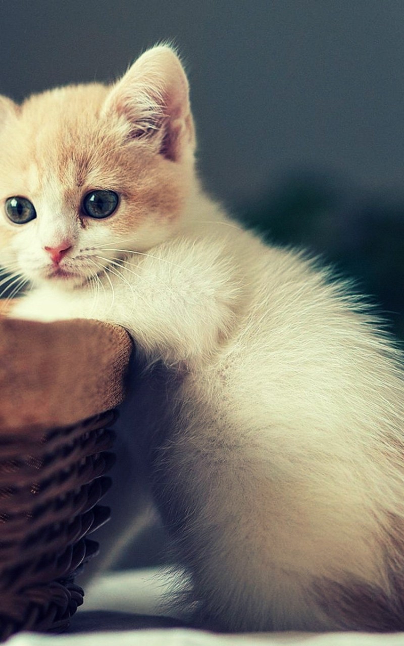 Милые котики