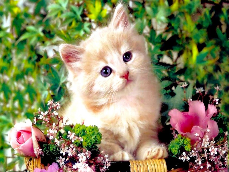 Котенок с цветами