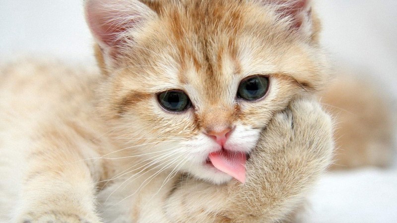 Красивые котятки