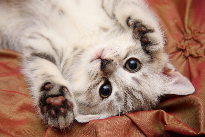 Няшные котики