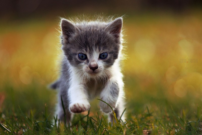 Маленькие котики