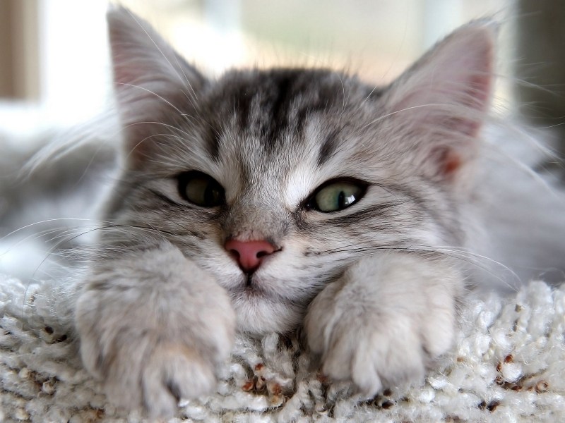Милые коты