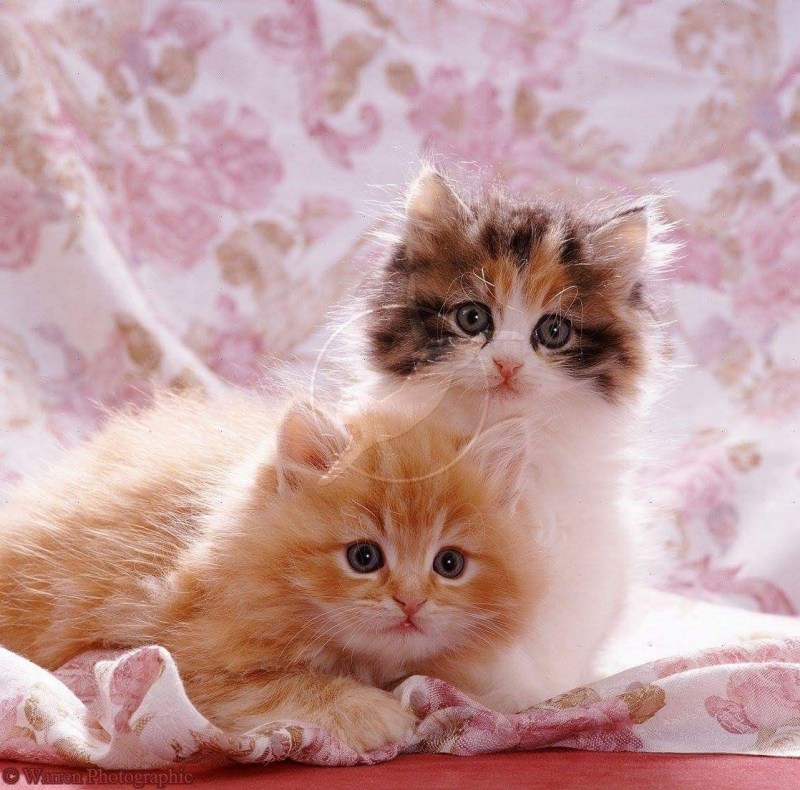 Котята милашки