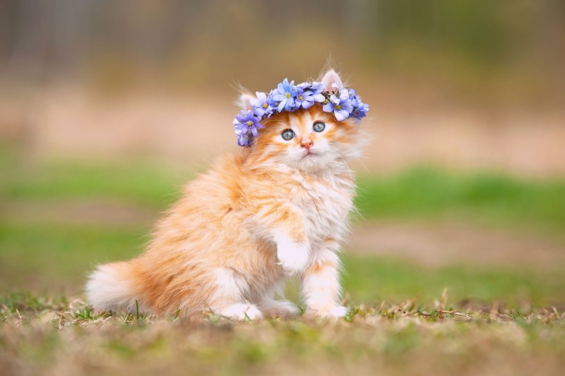 Пушистые котята