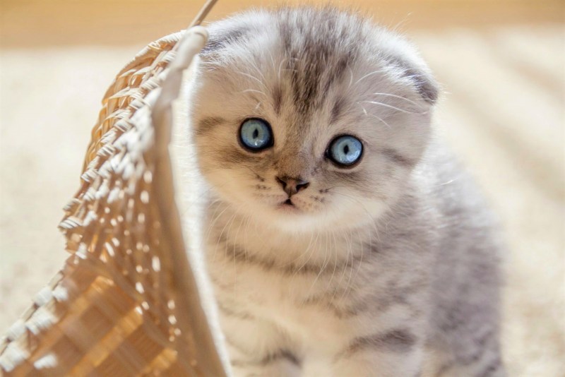 Шотландские вислоухие котята