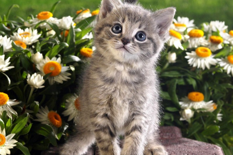 Самые красивые котята