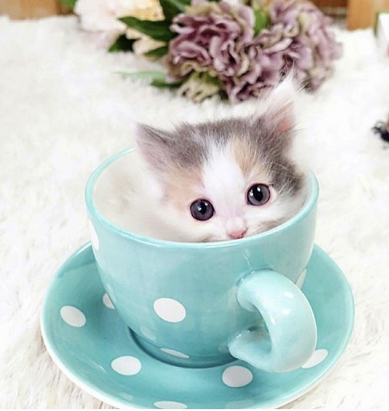 Котенок в кружке