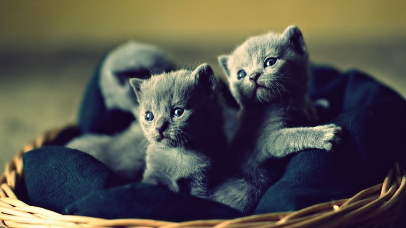 Маленький котенок