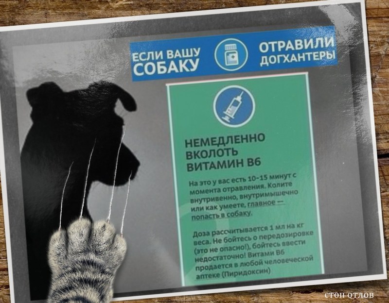 Препараты для отравления собак