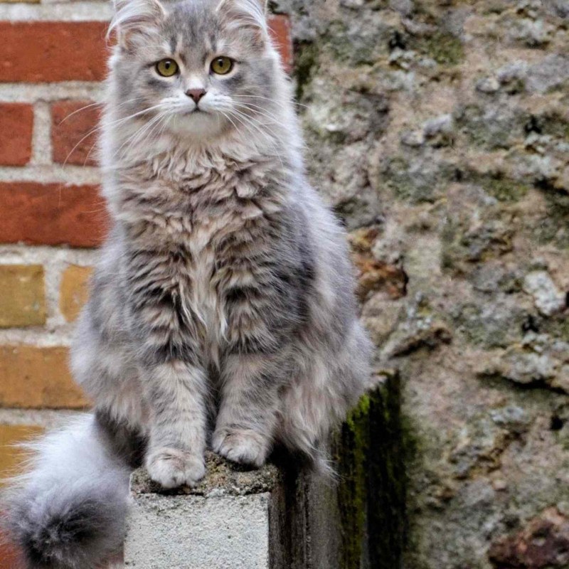 Сибирская кошка серая дымчатая
