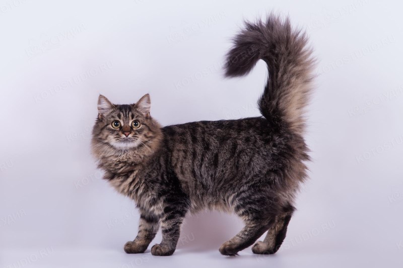 Сибирская хохлатая кошка