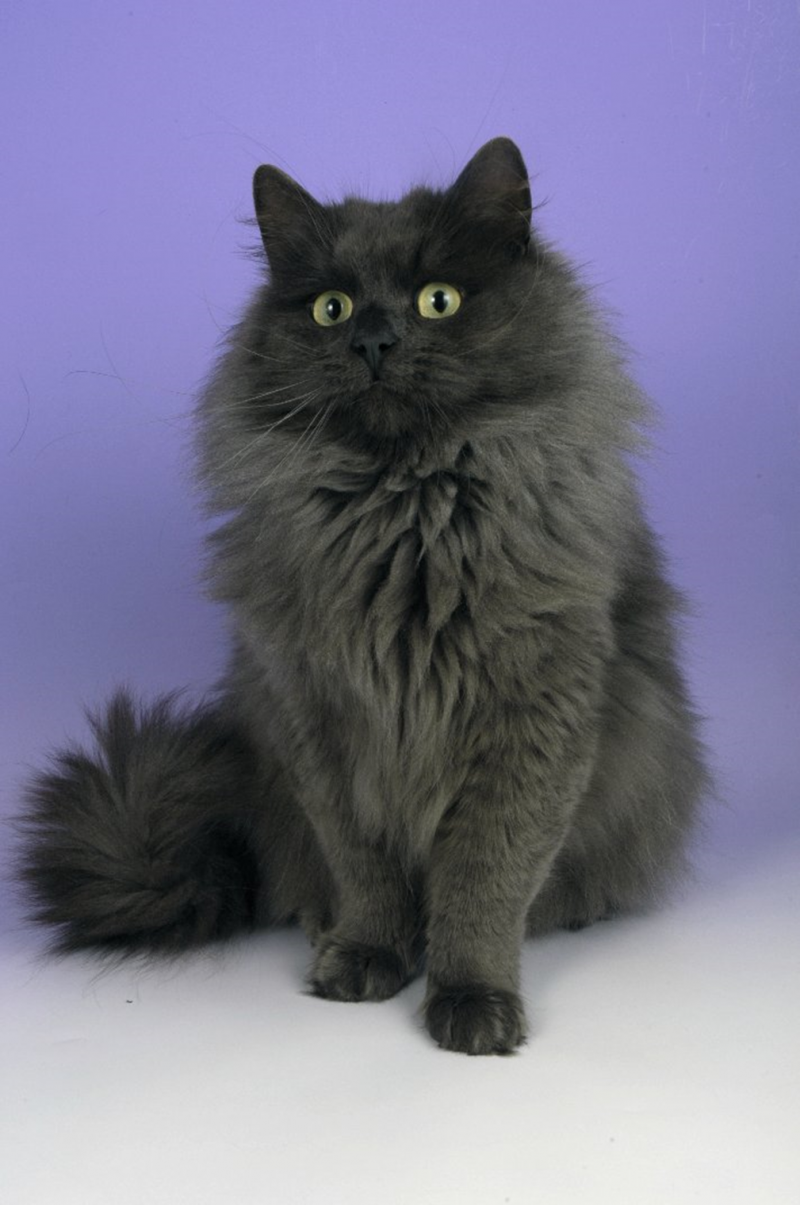 Сибирский кот серый