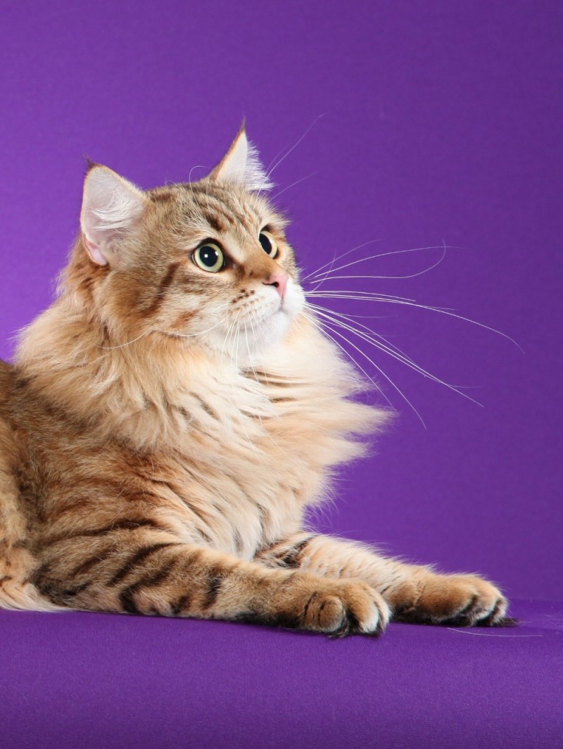Кошка Мейн кун серая