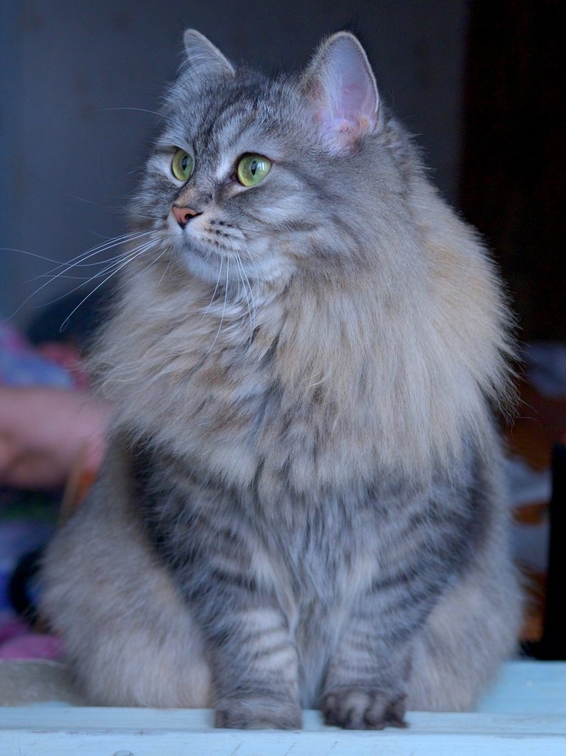 Сибирская голубая кошка