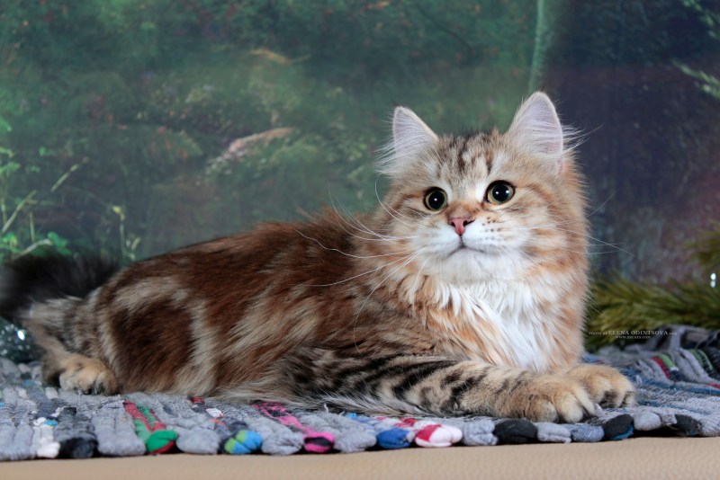 Сибирская кошка
