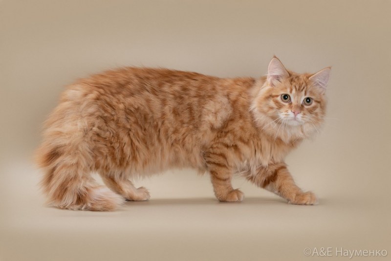Сибирская кошка рыжая