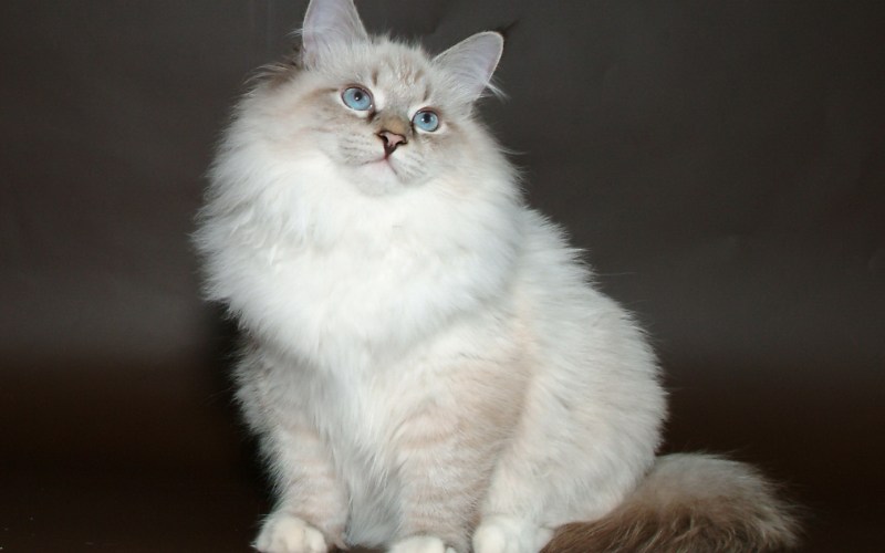 Сибирская кошка фото