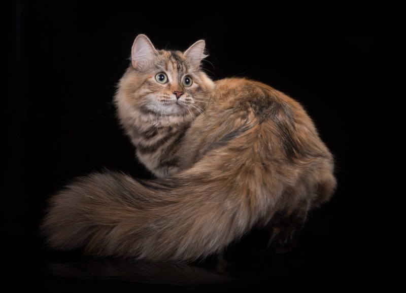 Сибирская кошка окрас табби