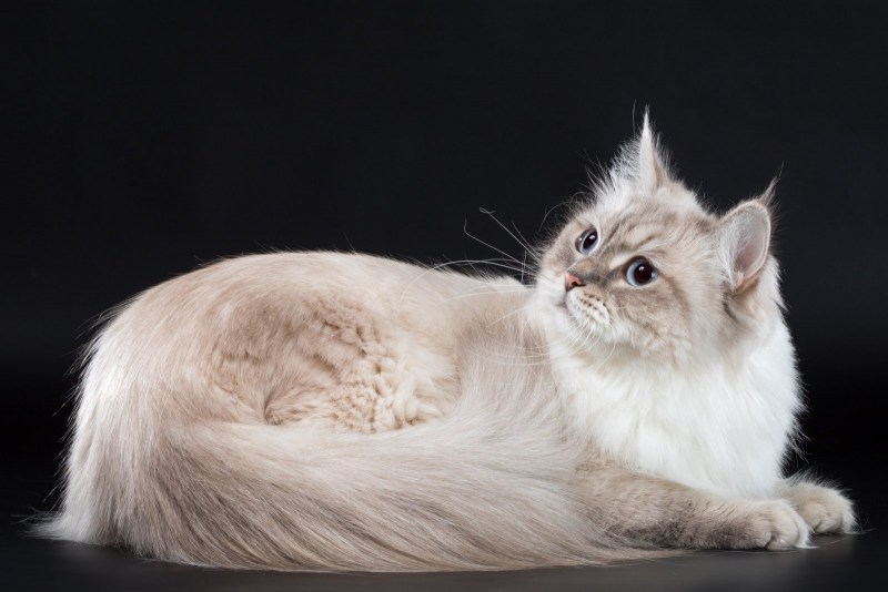 Сибирская кошка палевая
