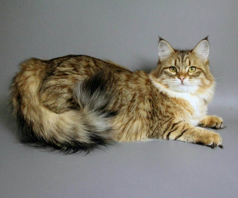 Сибирский кот серый
