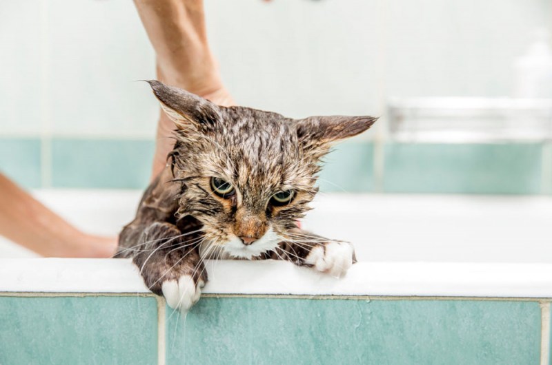 Купание кошки