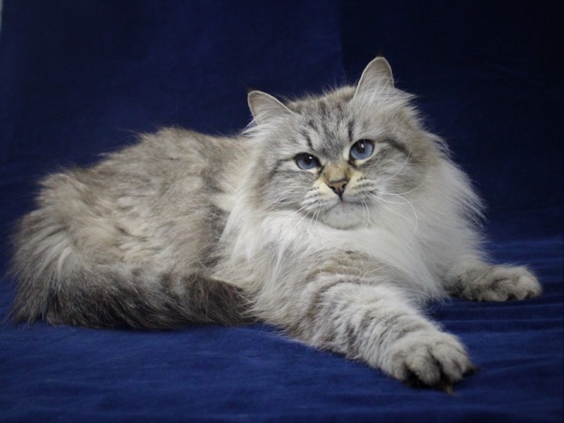 Сибирский длинношерстный кот