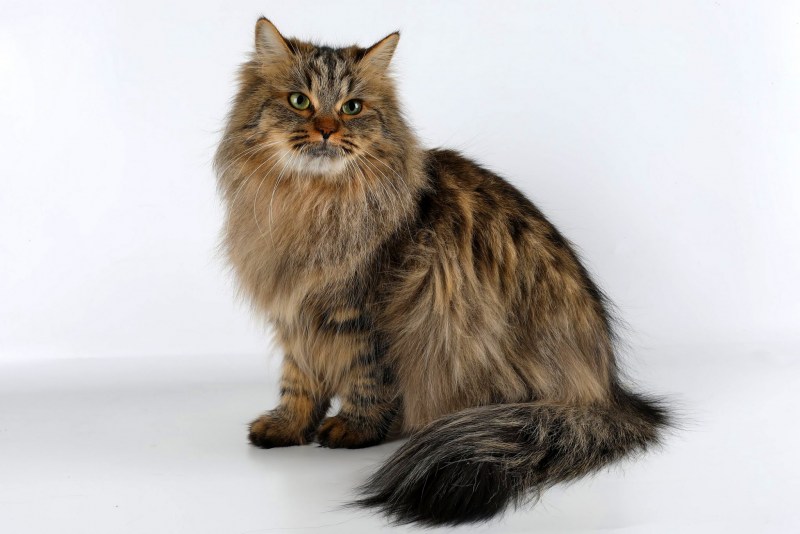 Сибирский Лесной кот