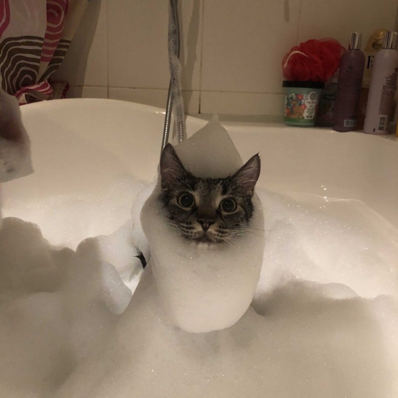 Котик в ванной