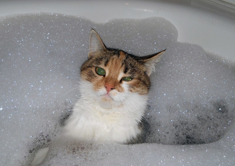 Купание кота в ванной