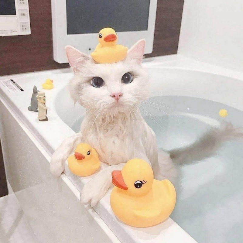 Котик в ванной
