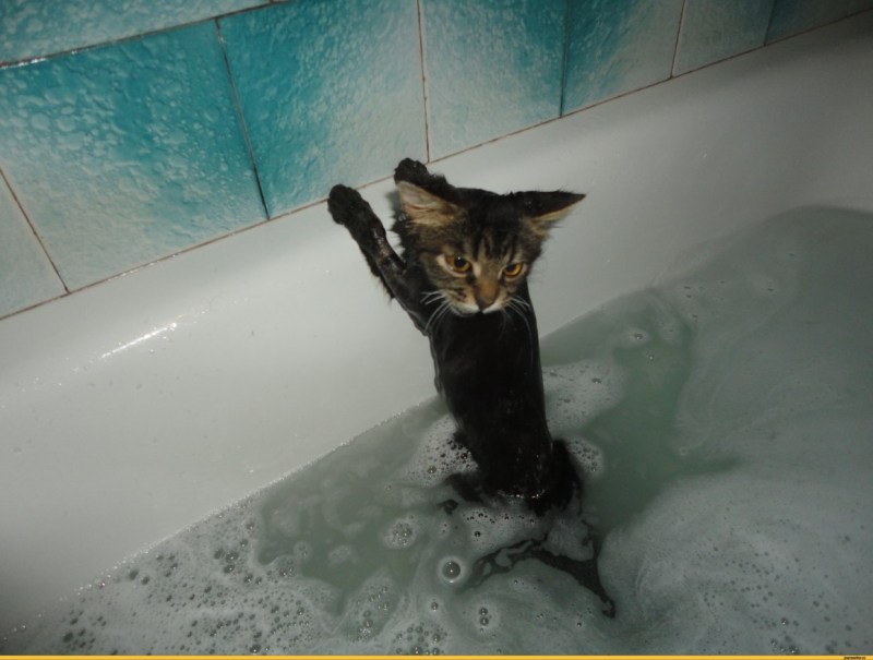 Котик в ванной