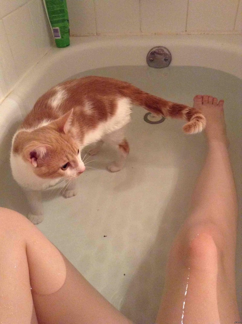 Кот в душе