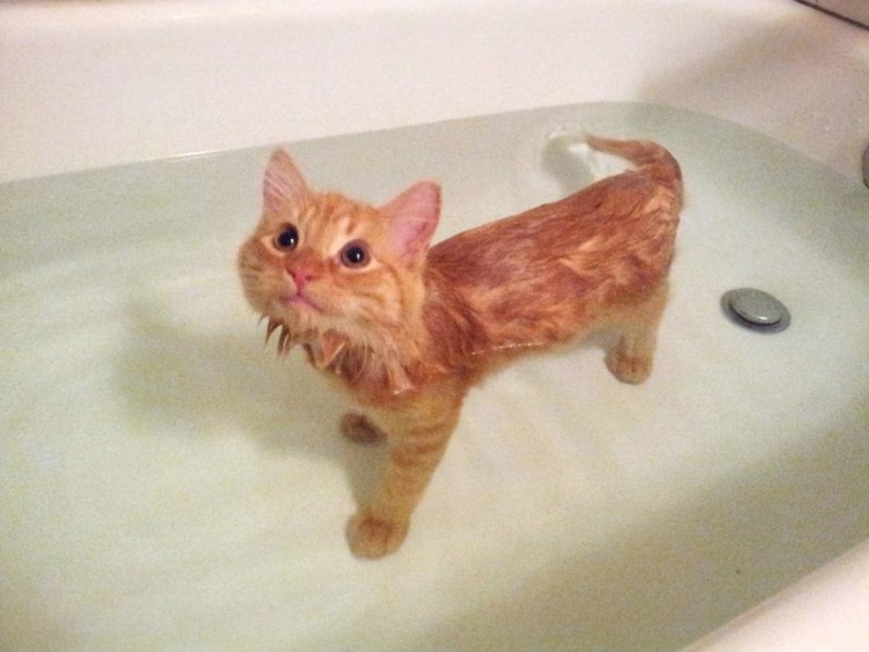 Котик в ванной