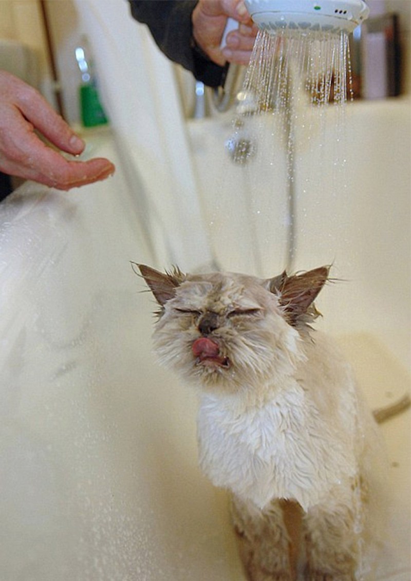 Котик в душе