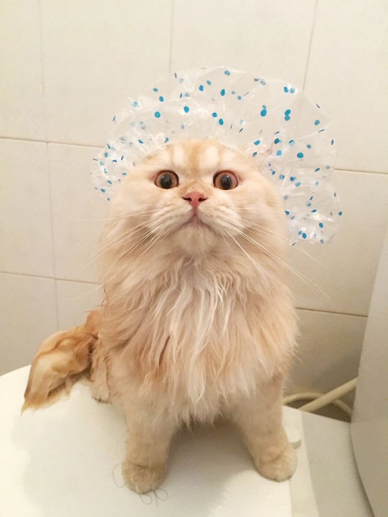 Котик в шапочке для душа
