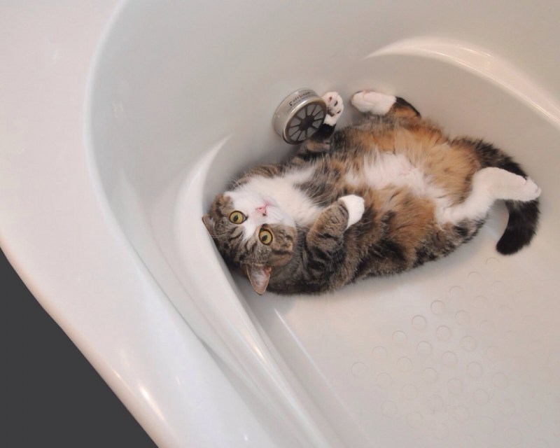 Котик в ванной