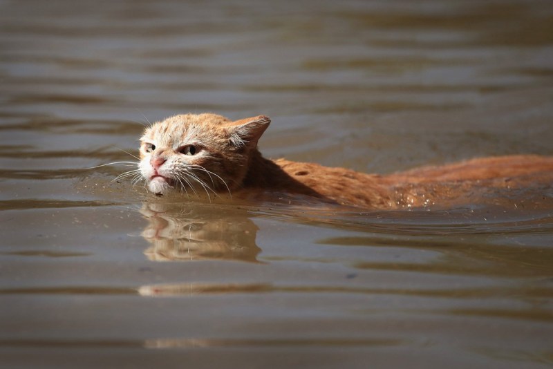 Водоплавающий кот
