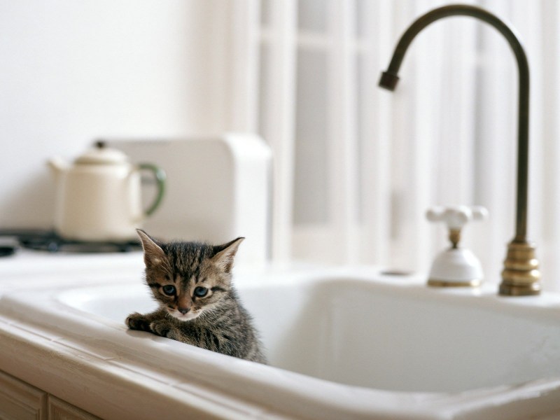 Котик в ванной