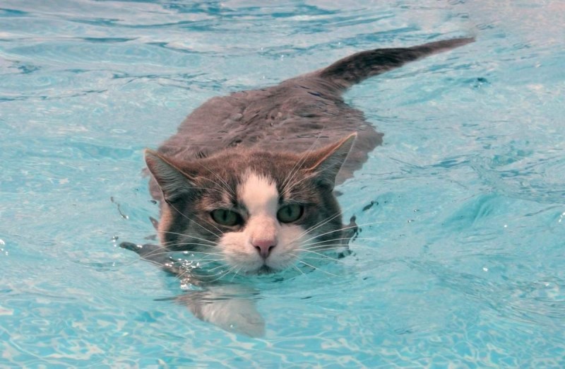 Коты плавают