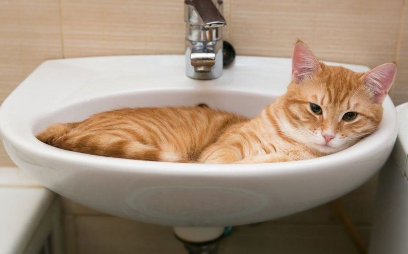 Кошка в ванне