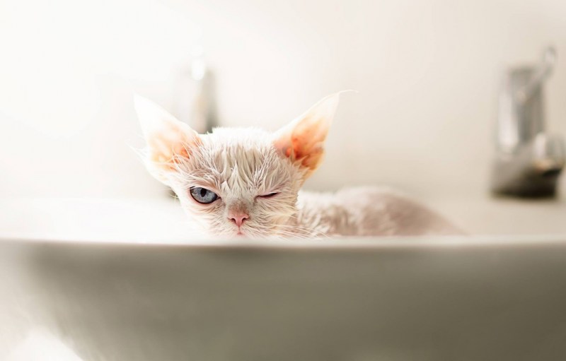 Милые мокрые котики