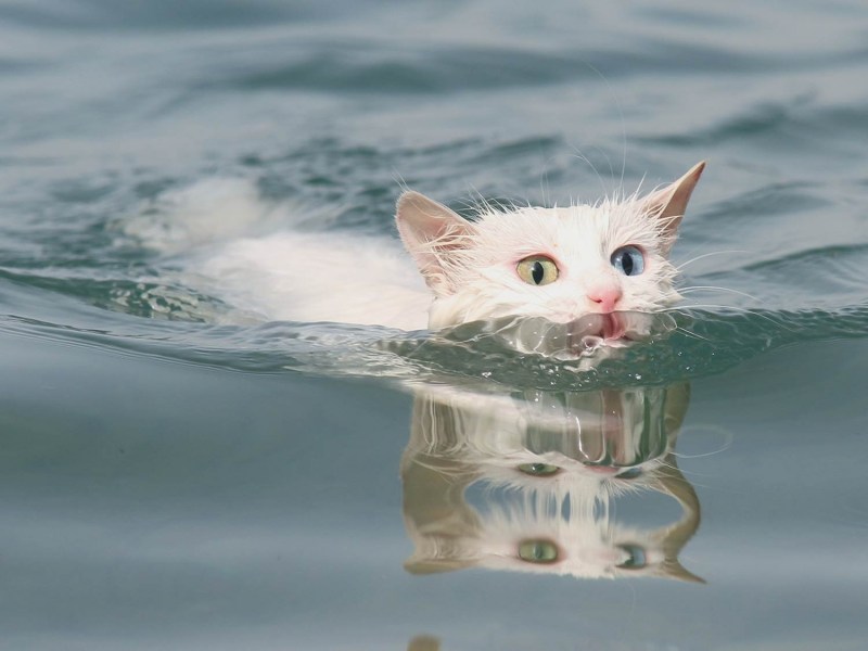 Водоплавающие кошки озеро Ван